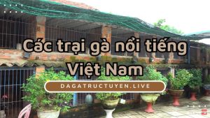 trai ga viet nam